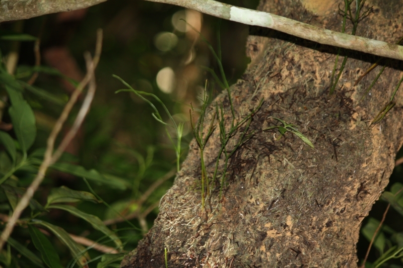 マツバランの写真