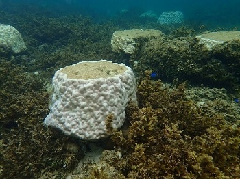 白化するサンゴ