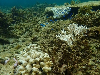 白化するサンゴ