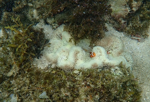 白化するイソギンチャク