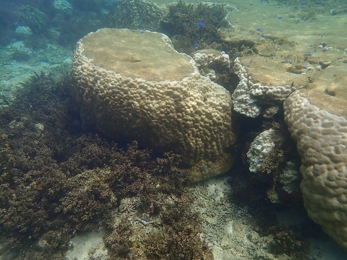 グラデーションに白化するサンゴ