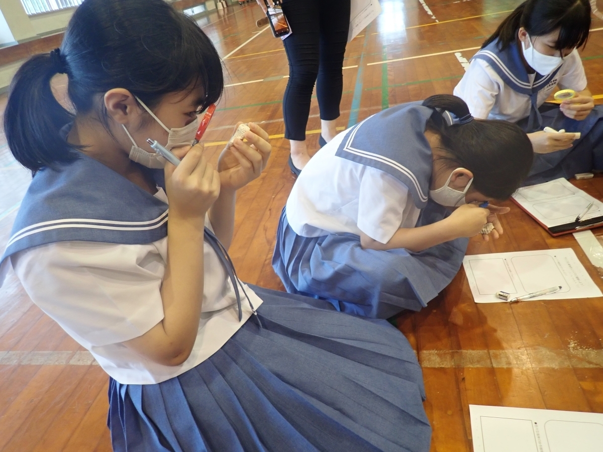 サンゴって何だろう