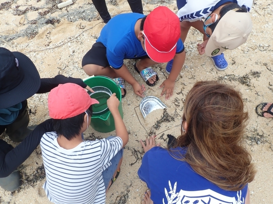 マイクロプラスチック調査