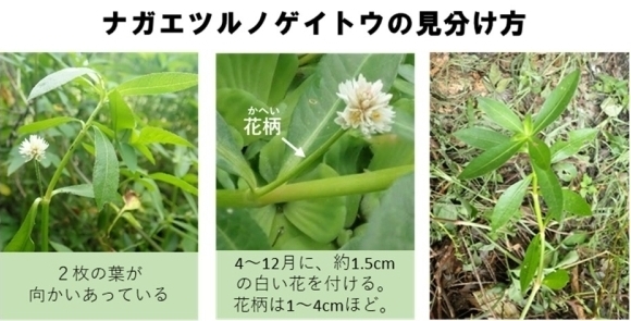 ナガエ見分け方