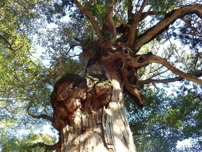 ヤクスギの画像