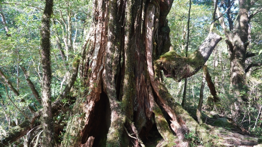 ヤクスギの画像