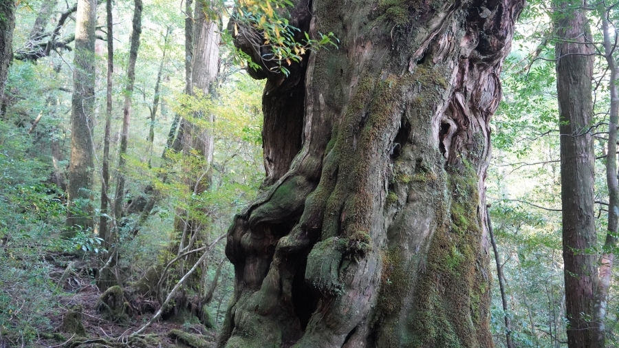 ヤクスギの画像