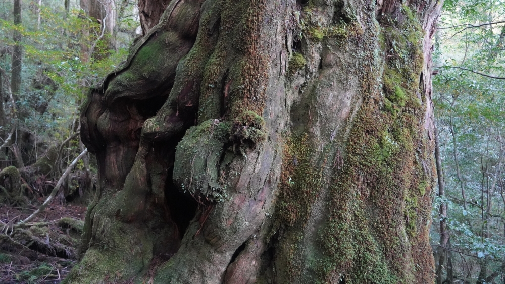 ヤクスギの画像