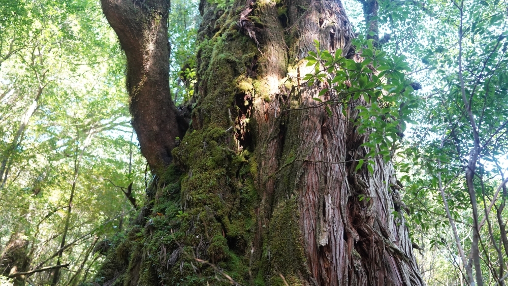 ヤクスギの画像