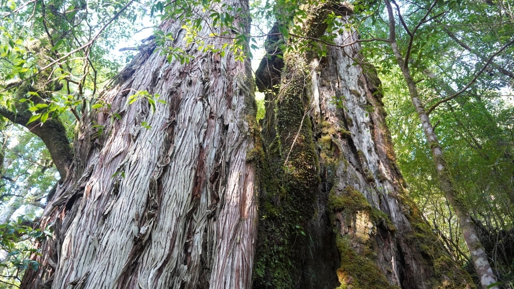 ヤクスギの画像