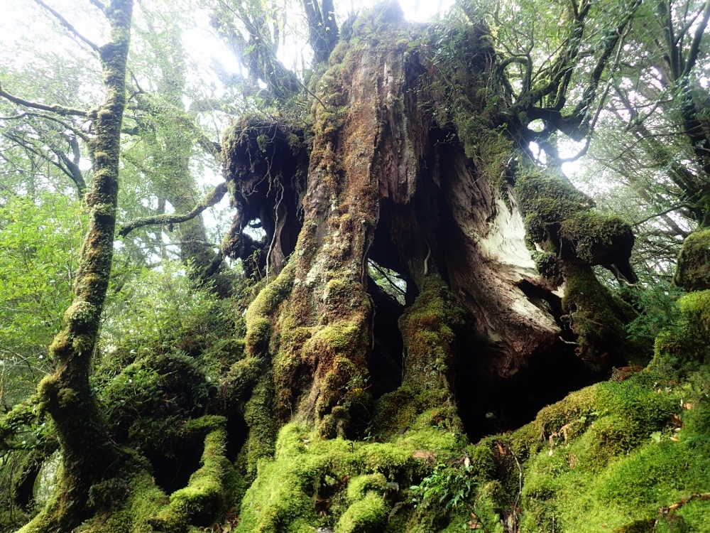 ヤクスギの画像