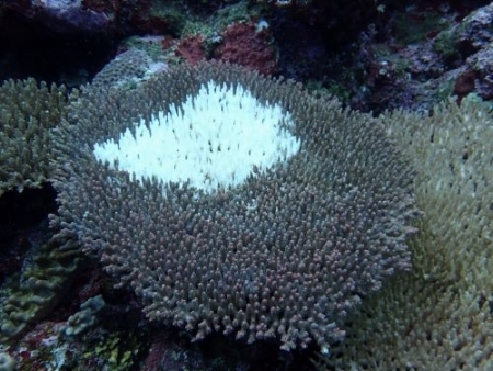 オニヒトデの捕食あと