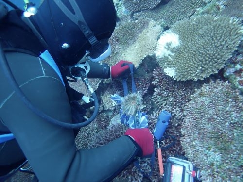 オニヒトデを捕獲する様子