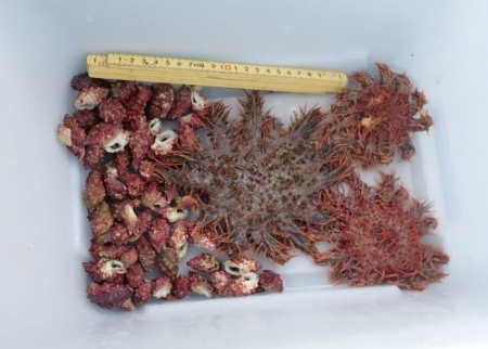 調査でみつけたオニヒトデ