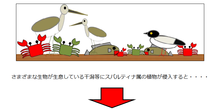 スパルティナ属の侵入