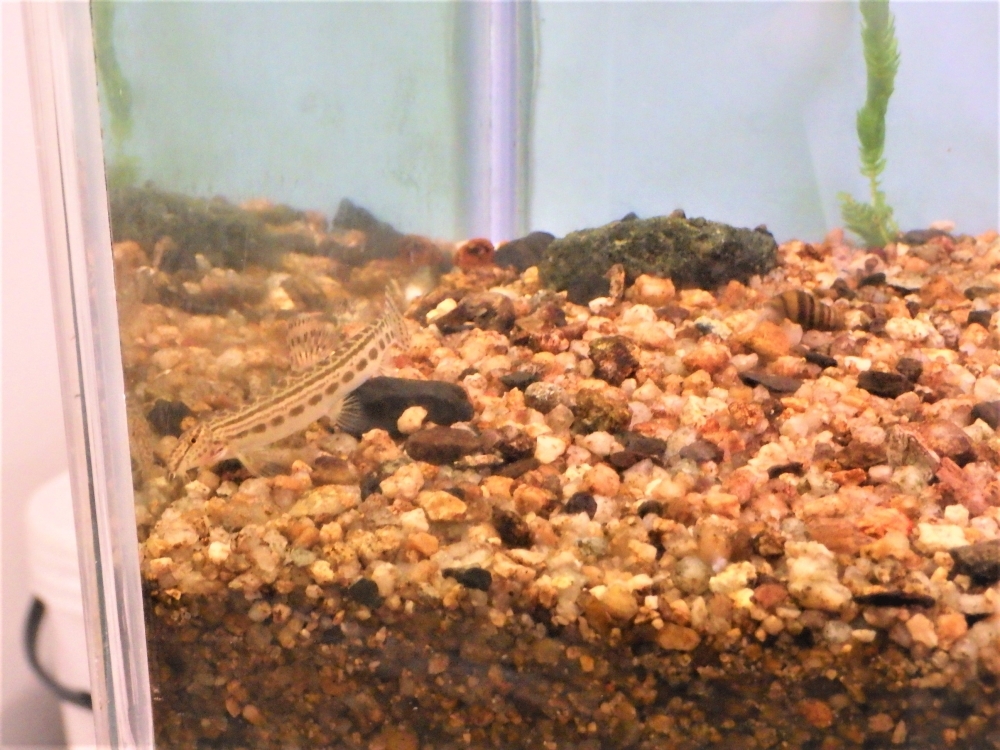 ハカタスジシマドジョウ