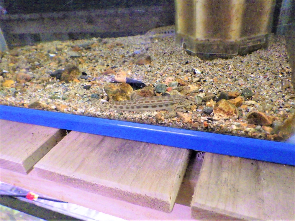 ハカタスジシマドジョウ