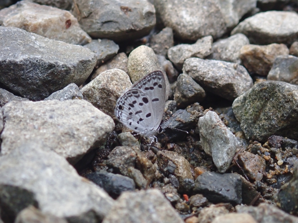 ゴイシツバメシジミ