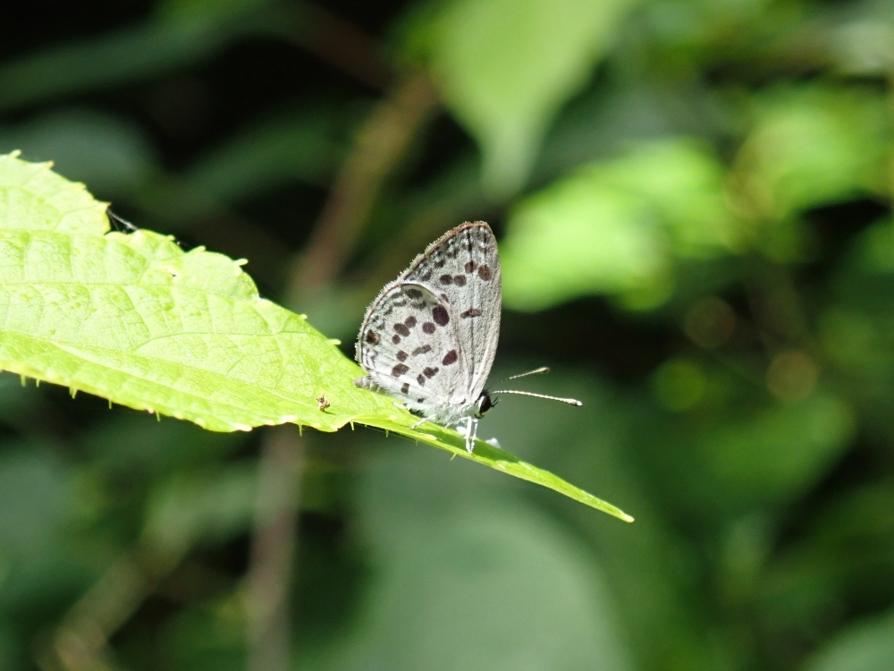 ゴイシツバメシジミ