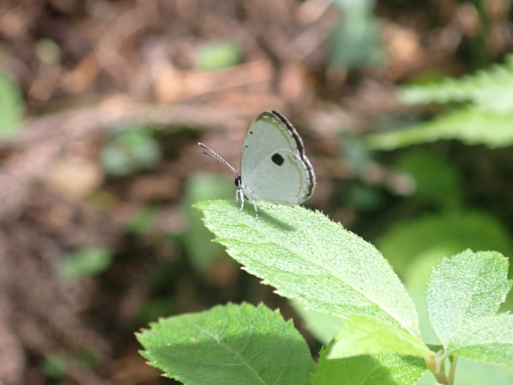 ツシマウラボシシジミ