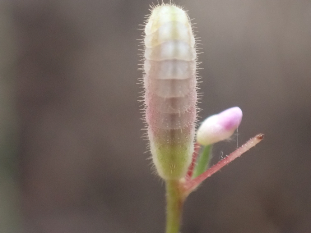 ツシマウラボシシジミ