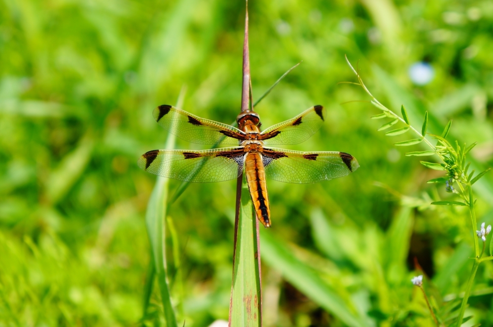 ベッコウトンボ