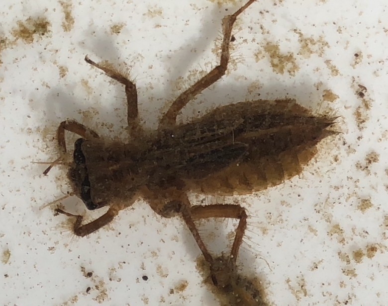 ベッコウトンボ