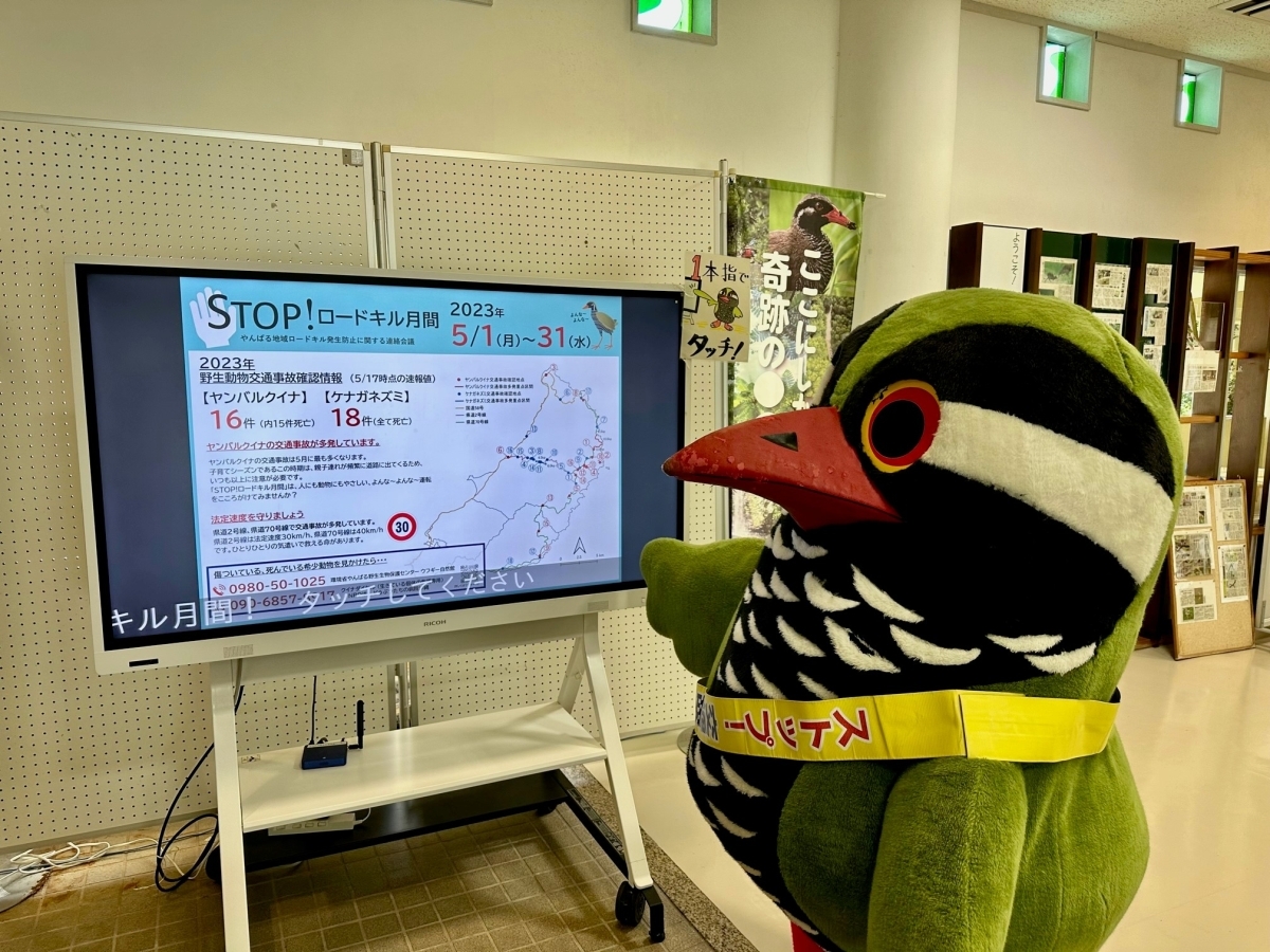 サイネージクイちゃん＃