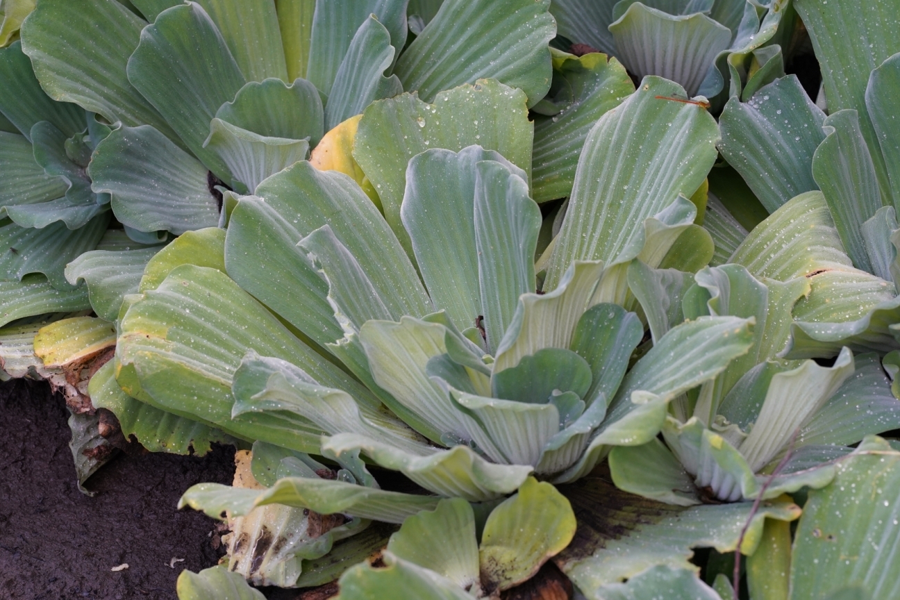 ボタンウキクサ＃