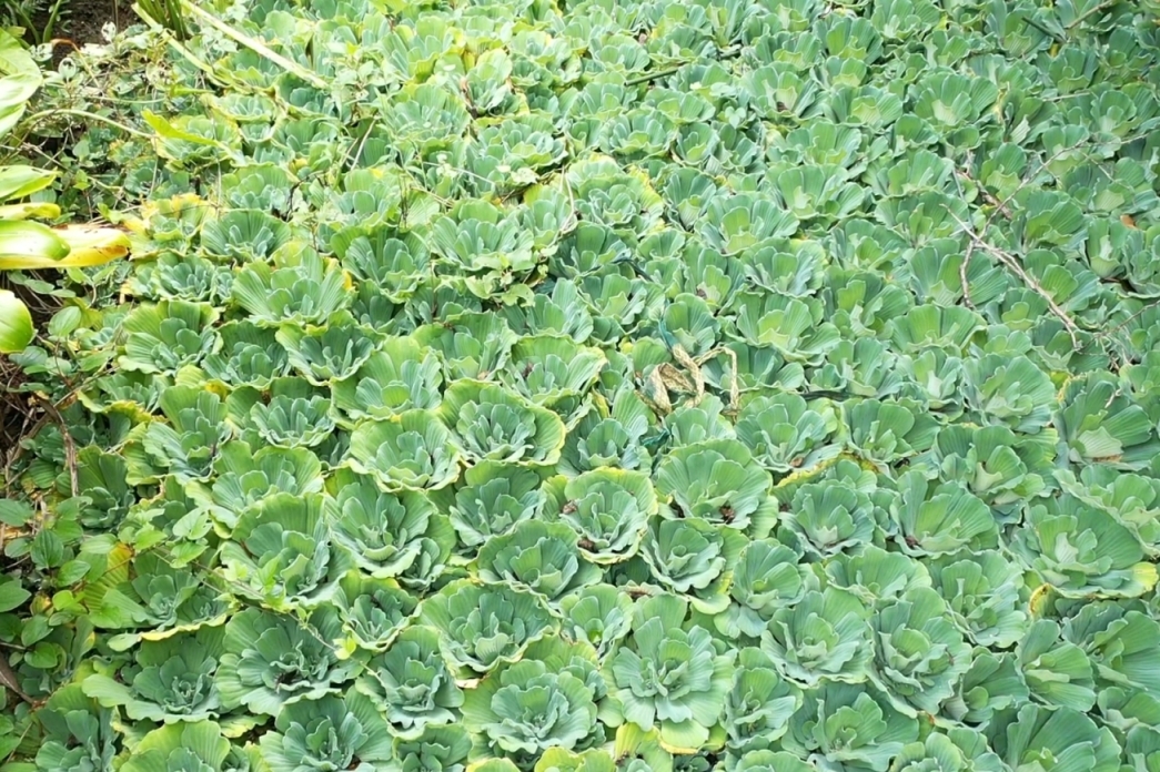 ボタンウキクサが繁茂する様子＃