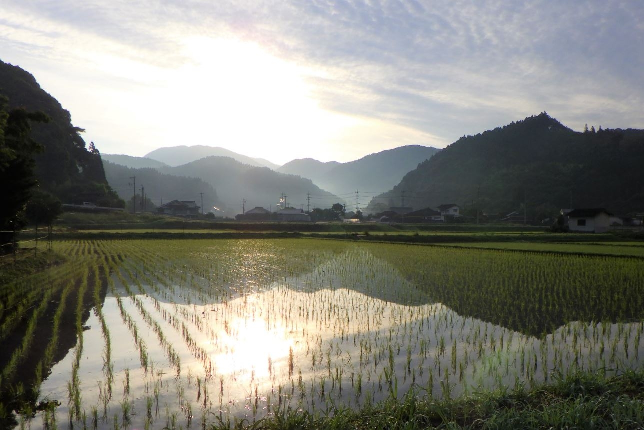 田んぼ