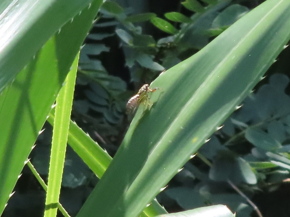 イワサキクサゼミ