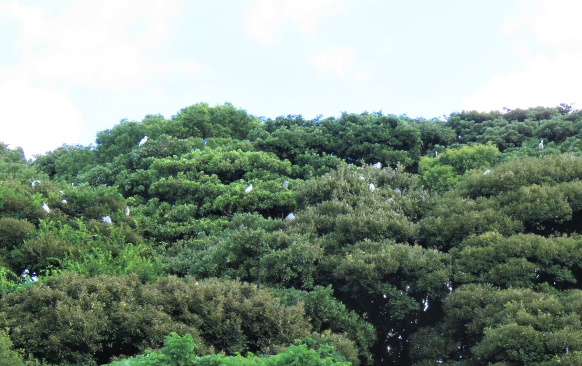 サギ類の集団営巣