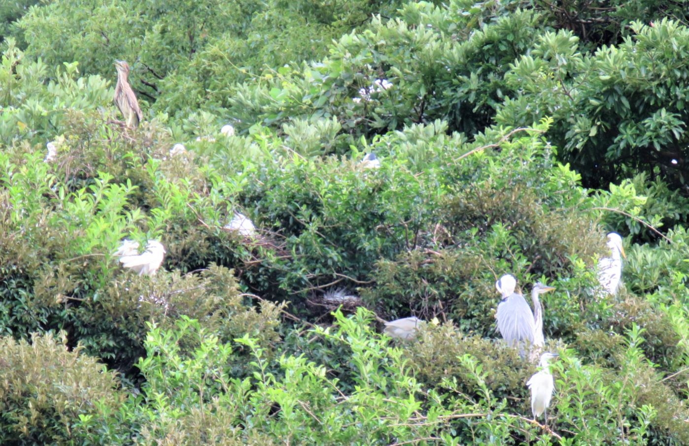 サギ類の集団営巣