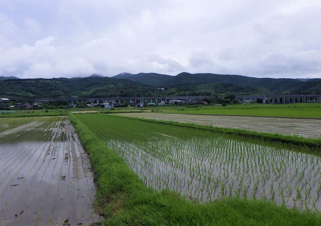 田んぼと矢筈岳