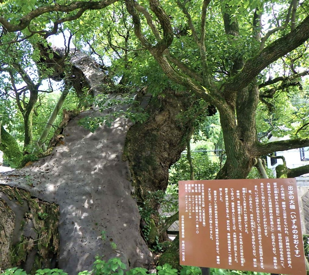 出水の大楠