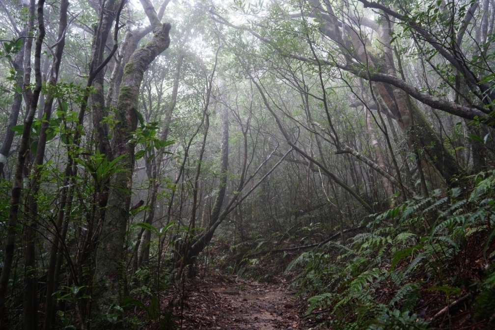 雲霧林の風景＃
