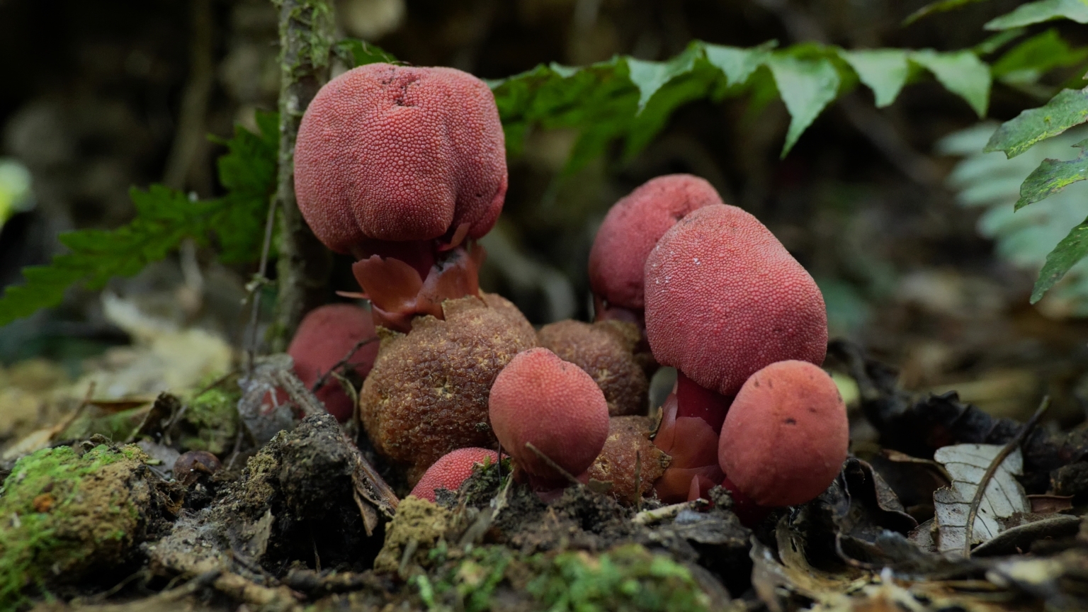 ヤクシマツチトリモチ＃