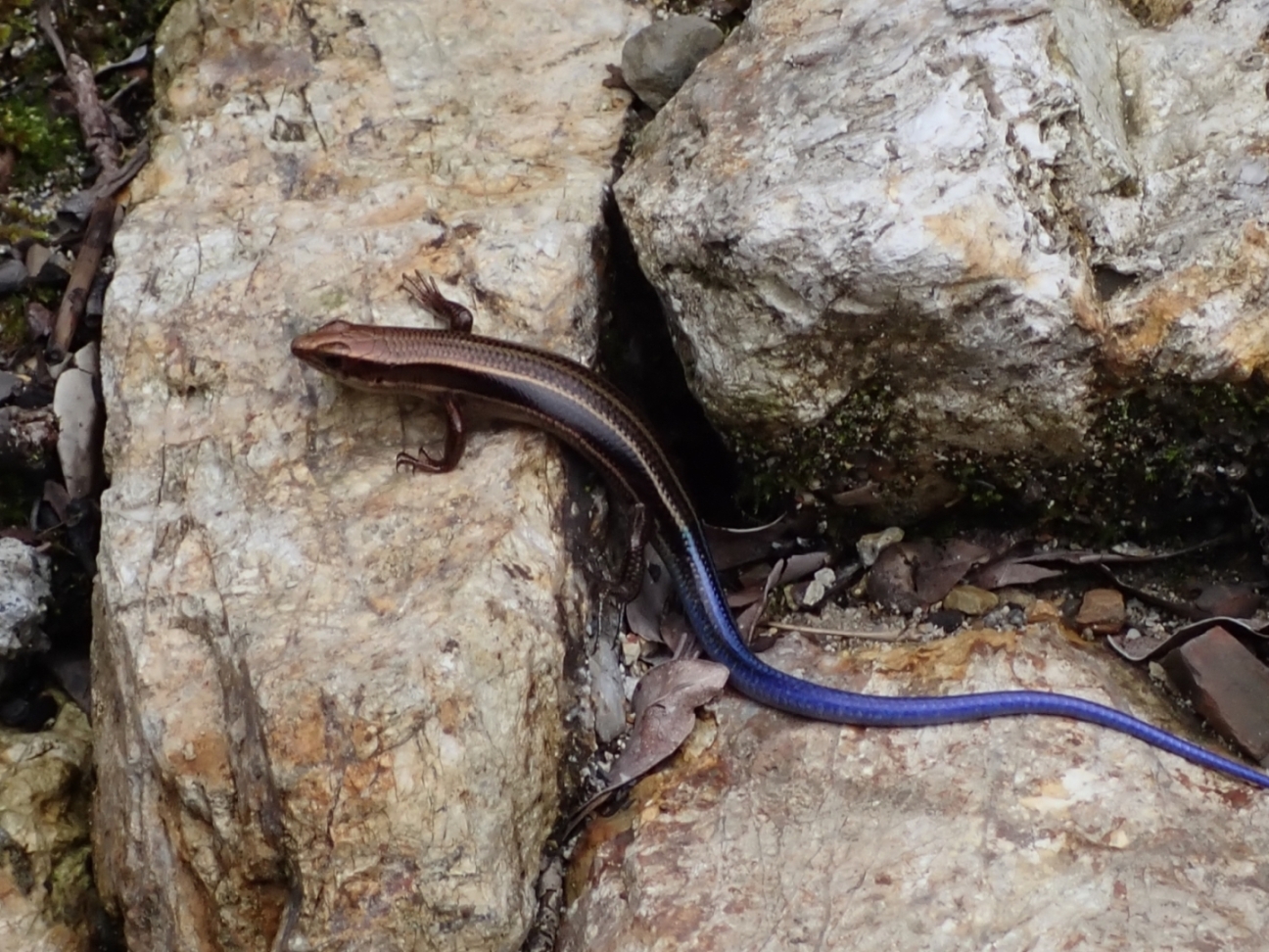 バーバートカゲ＃