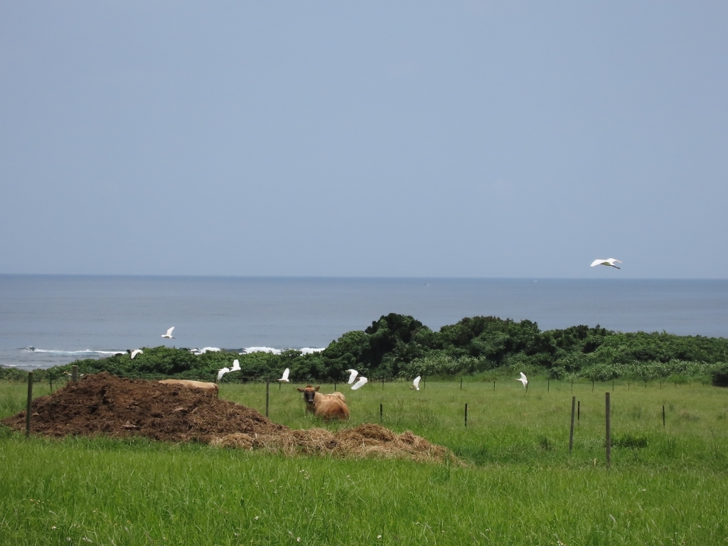 サギが飛んでいく様子