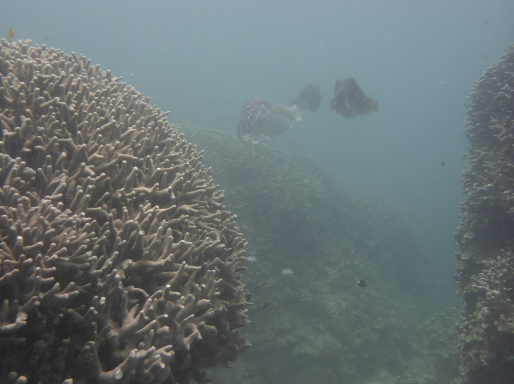 コブシメの産卵
