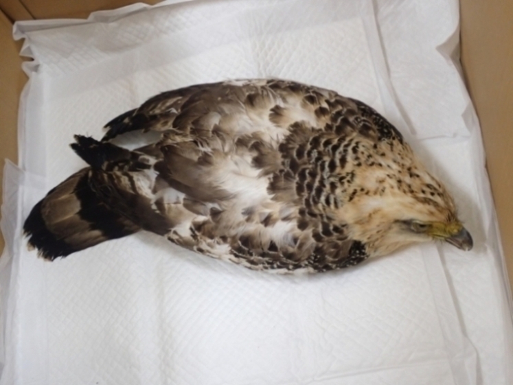 救護時の様子の写真