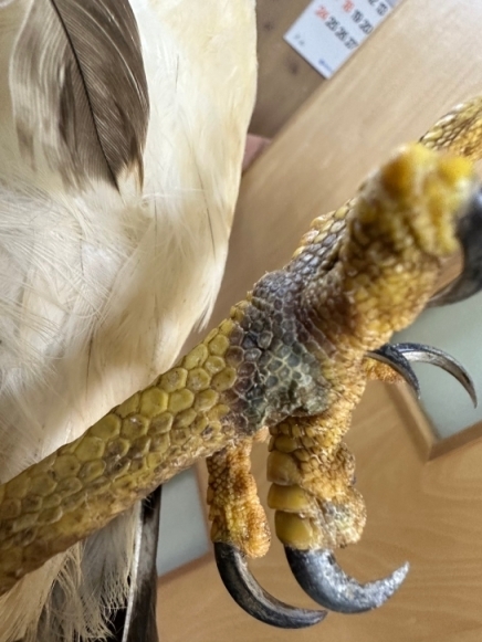 右脚首のケガ（救護時）の写真