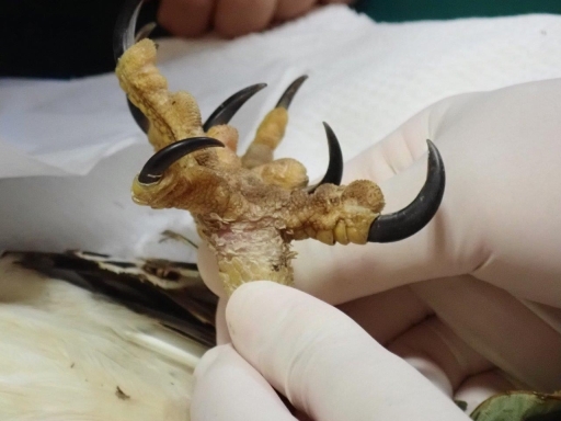 回復した右脚首のケガ（放鳥前）の写真