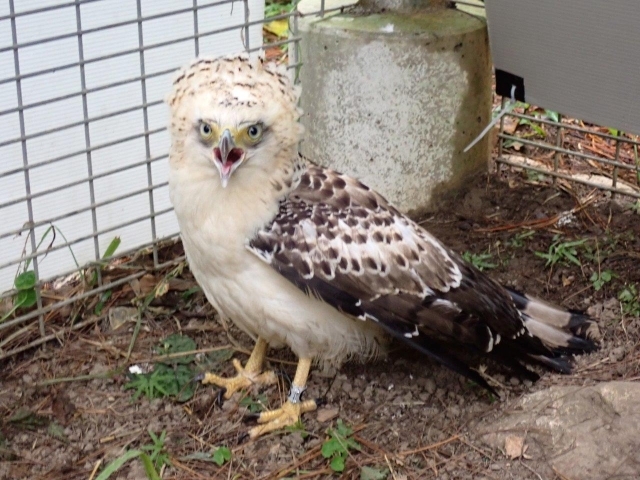 威嚇する『ひらり』（リハビリゲージ中）の写真