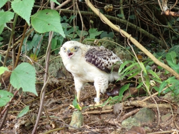 なかなか飛び立たない『ひらり』（放鳥時）の写真