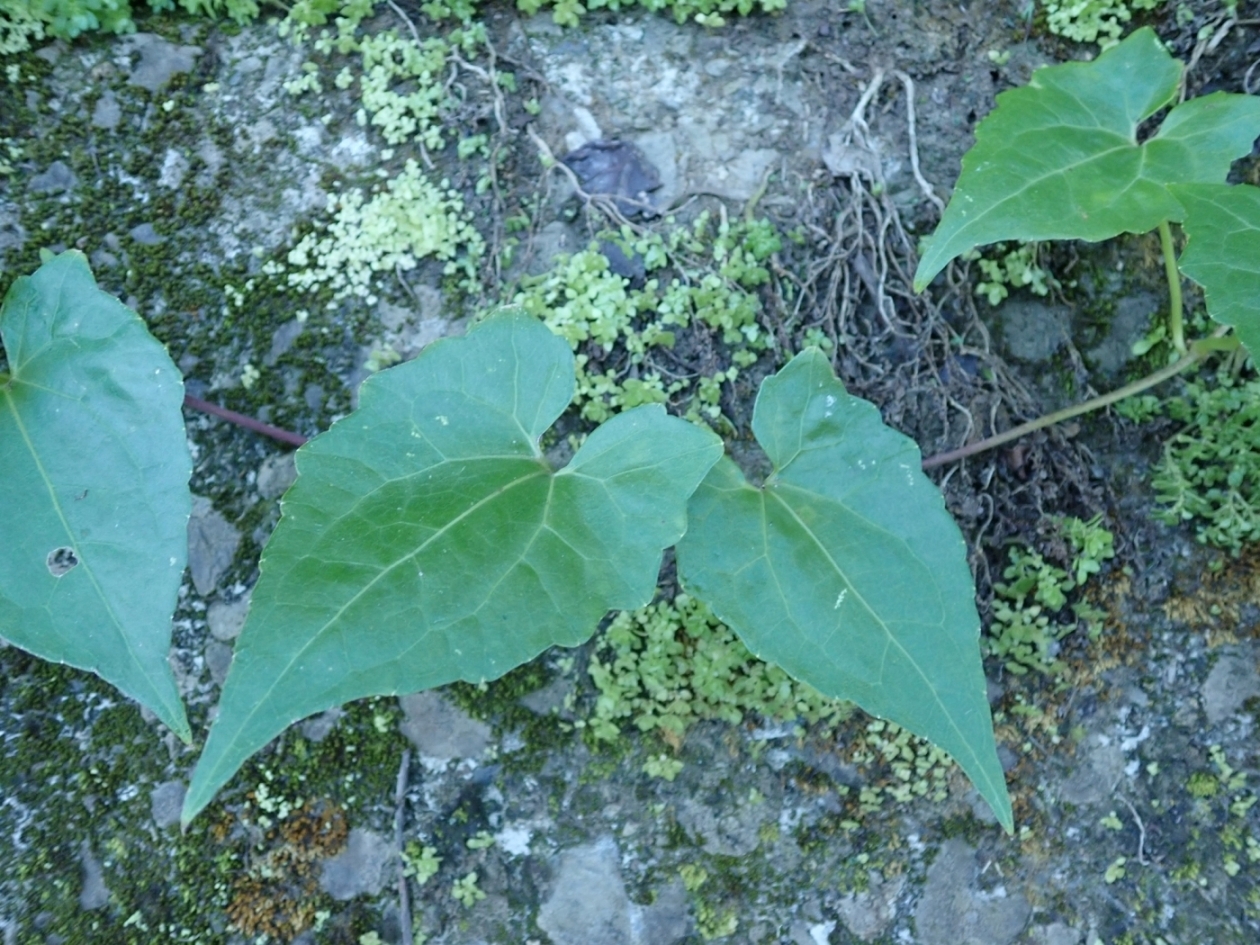 ツルヒヨドリの葉＃