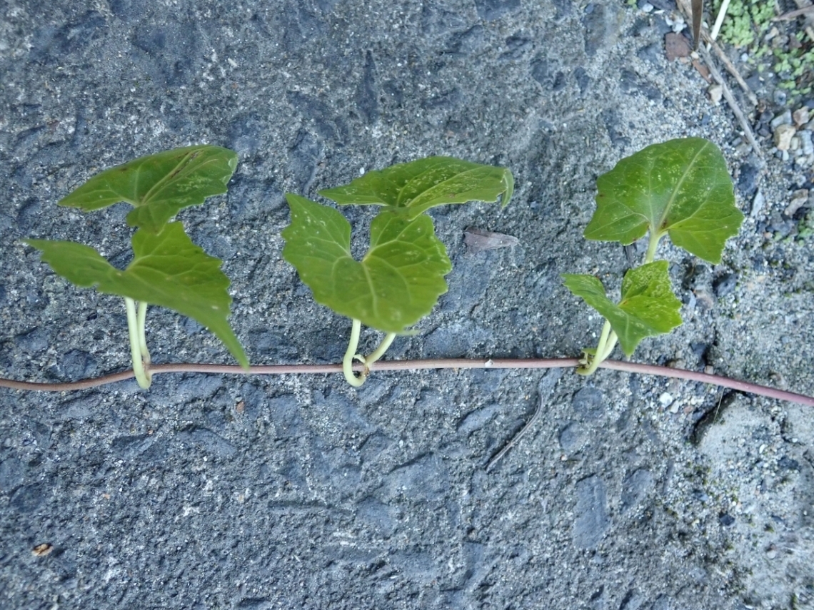 ツルヒヨドリの茎＃