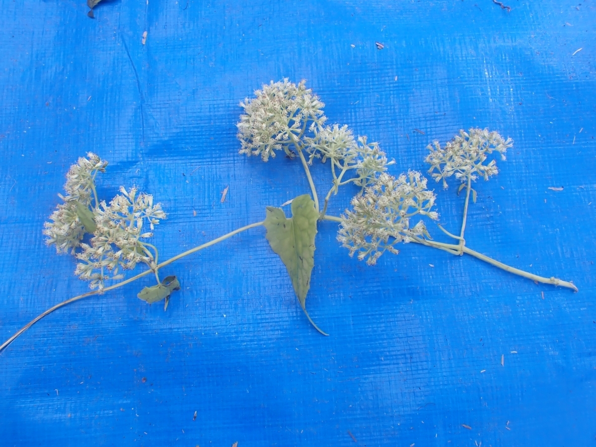 ツルヒヨドリの花＃