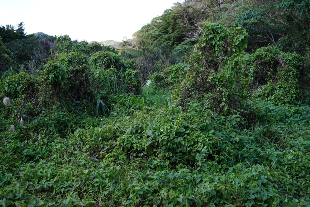 ツルヒヨドリが繁茂する様子＃